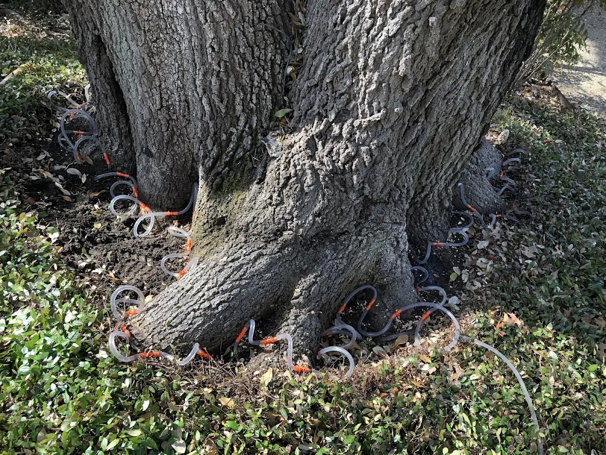 Detailed Tree Cabling and Bracing job site in Villas