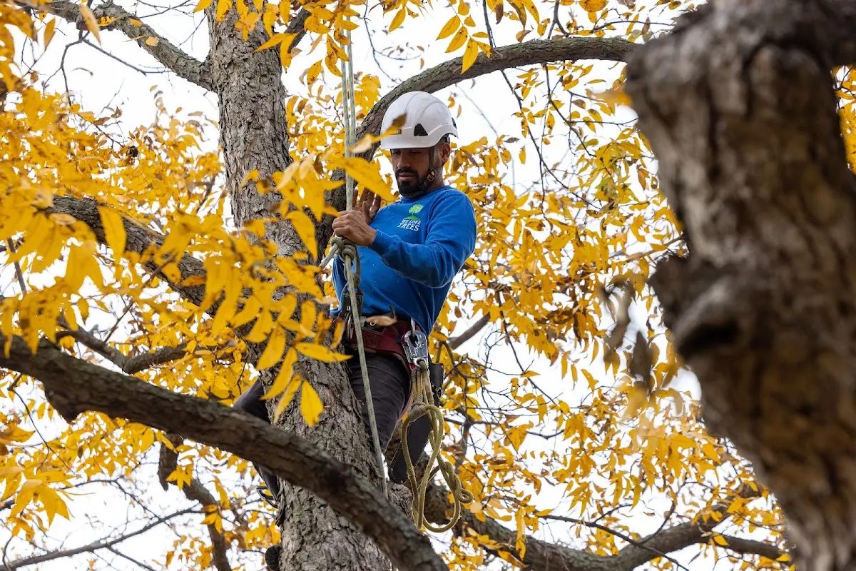Skilled Tree Pruning crew working in Villas