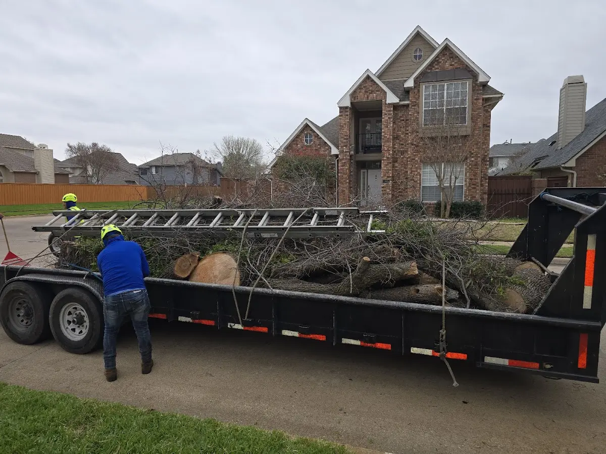 Expert Tree Removal with proper safety equipment in Villas